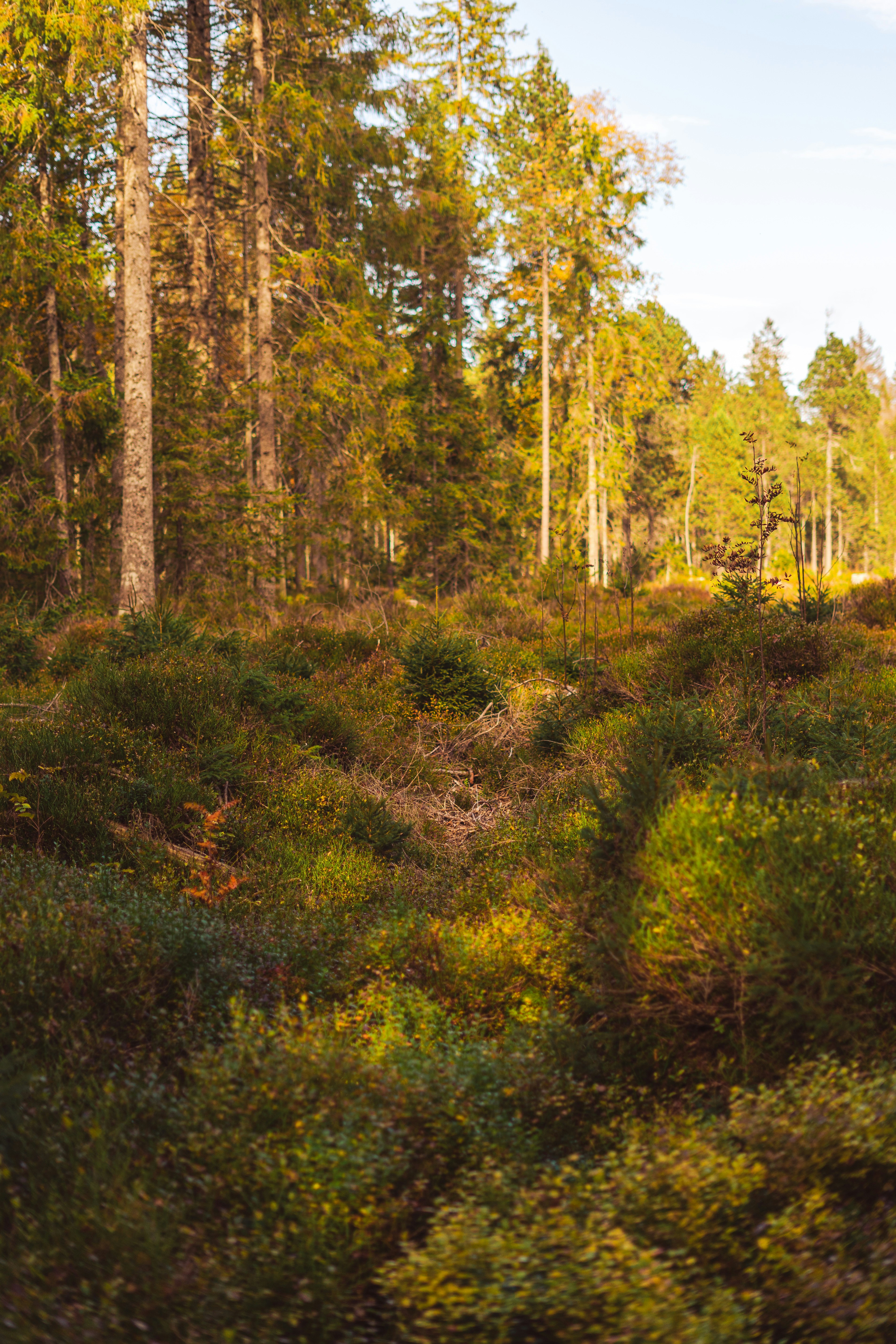 Photo by virussinside