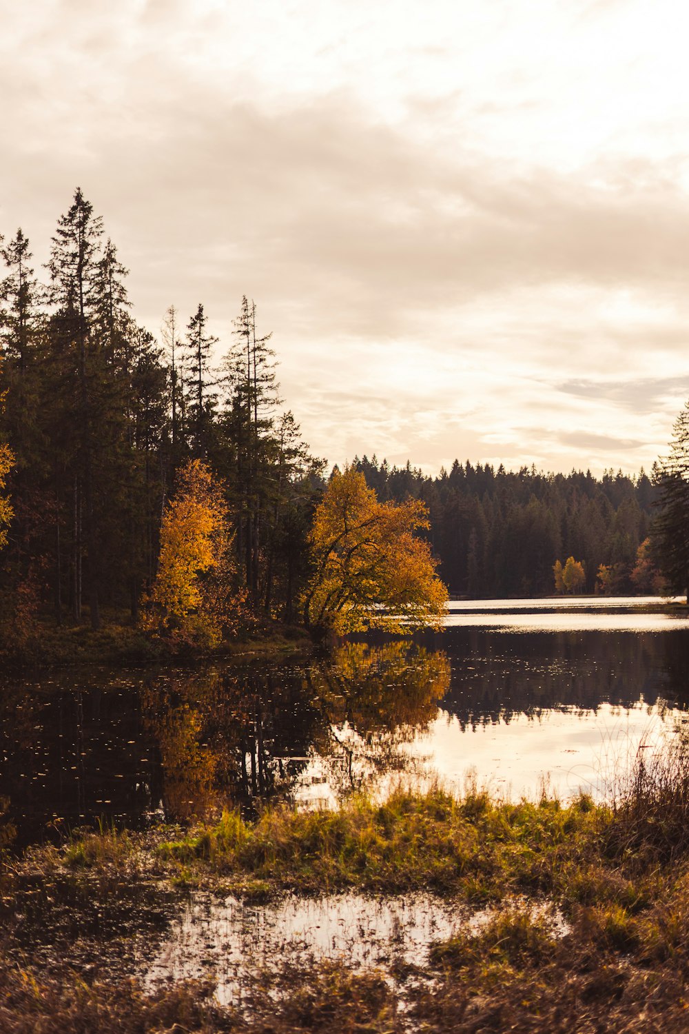 a lake surrounded by trees