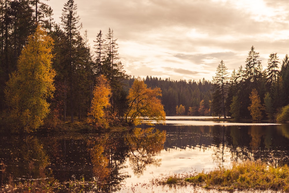 a lake surrounded by trees