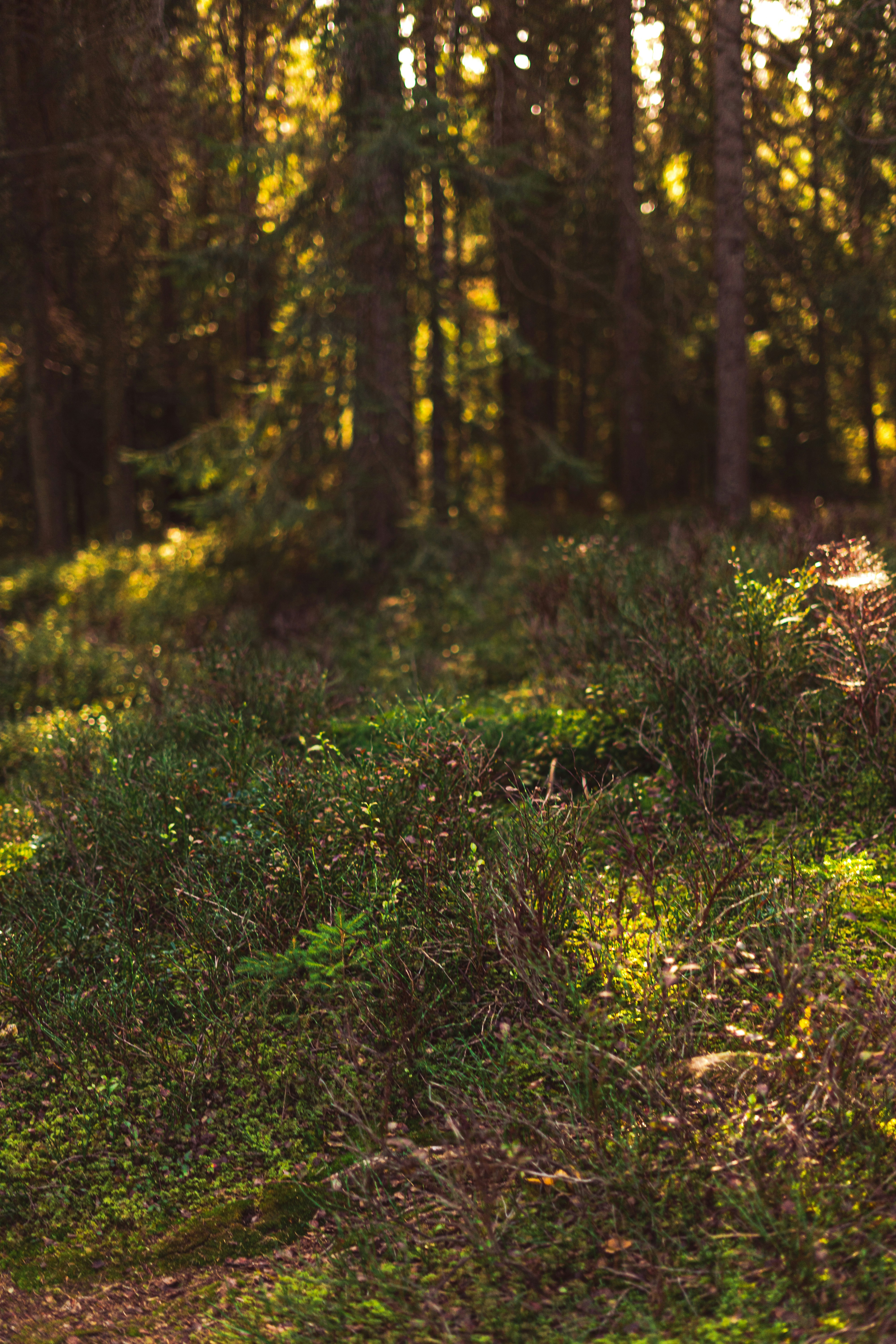 Photo by virussinside