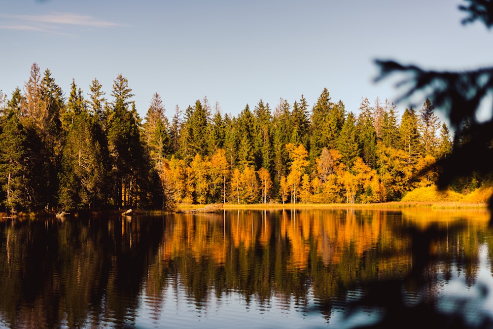 a body of water with trees around it