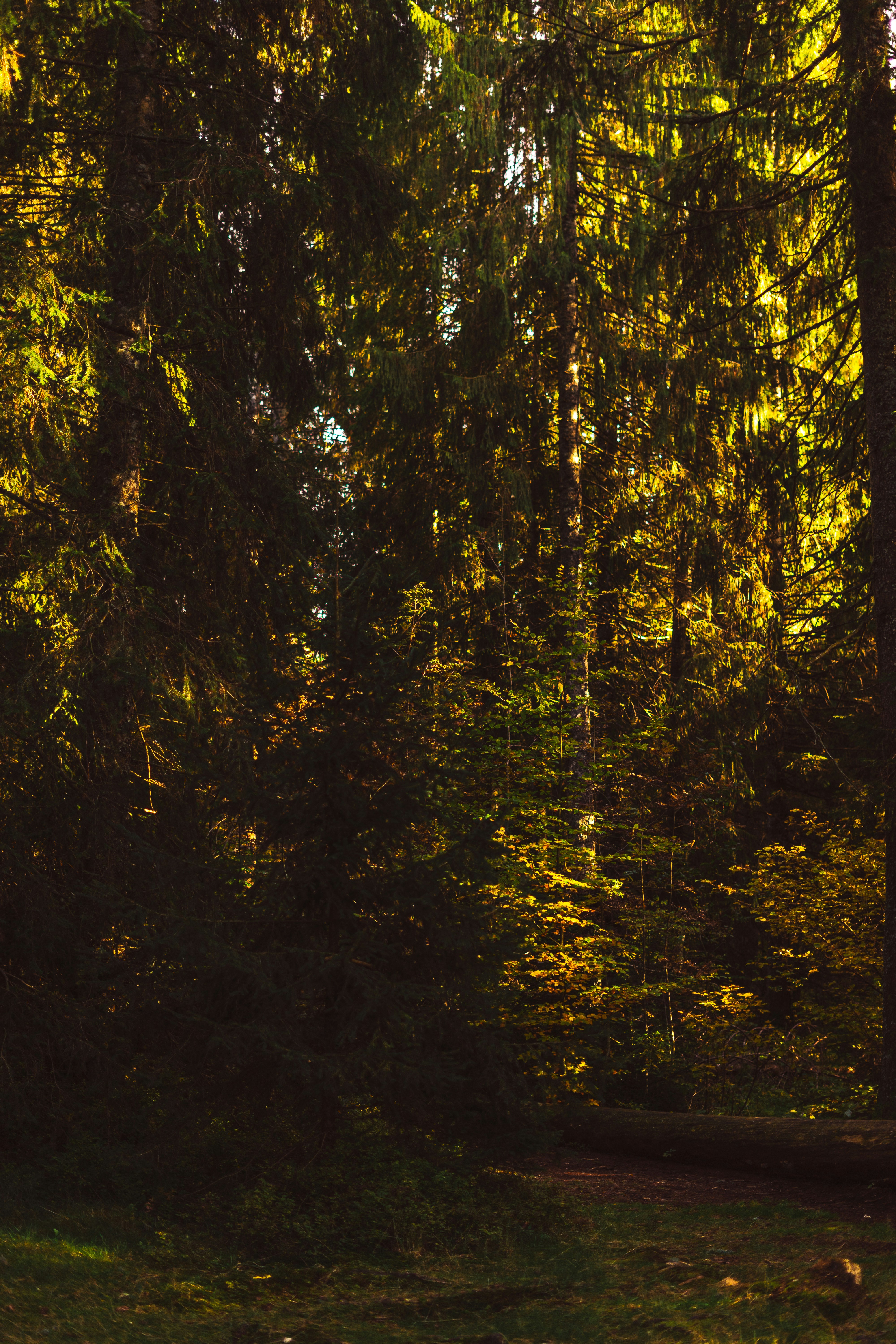 Photo by virussinside