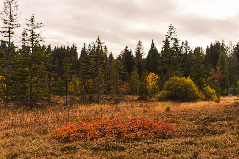 a field of flowers with trees in the back