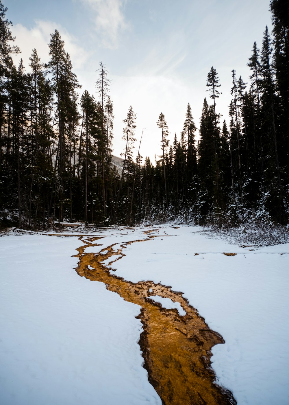 a snowy forest with a stream