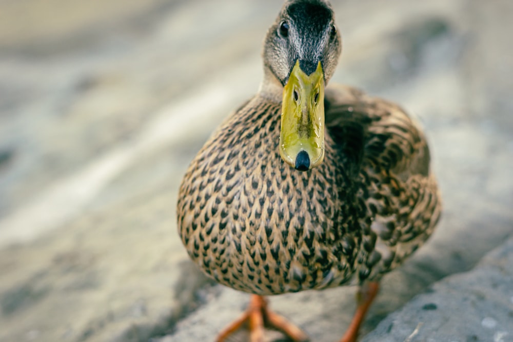 a duck on a rock