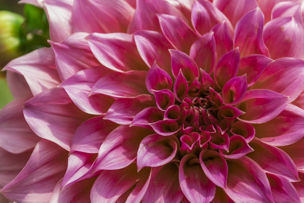 a close up of a flower