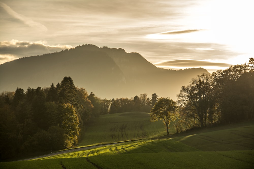 a landscape with trees and hills