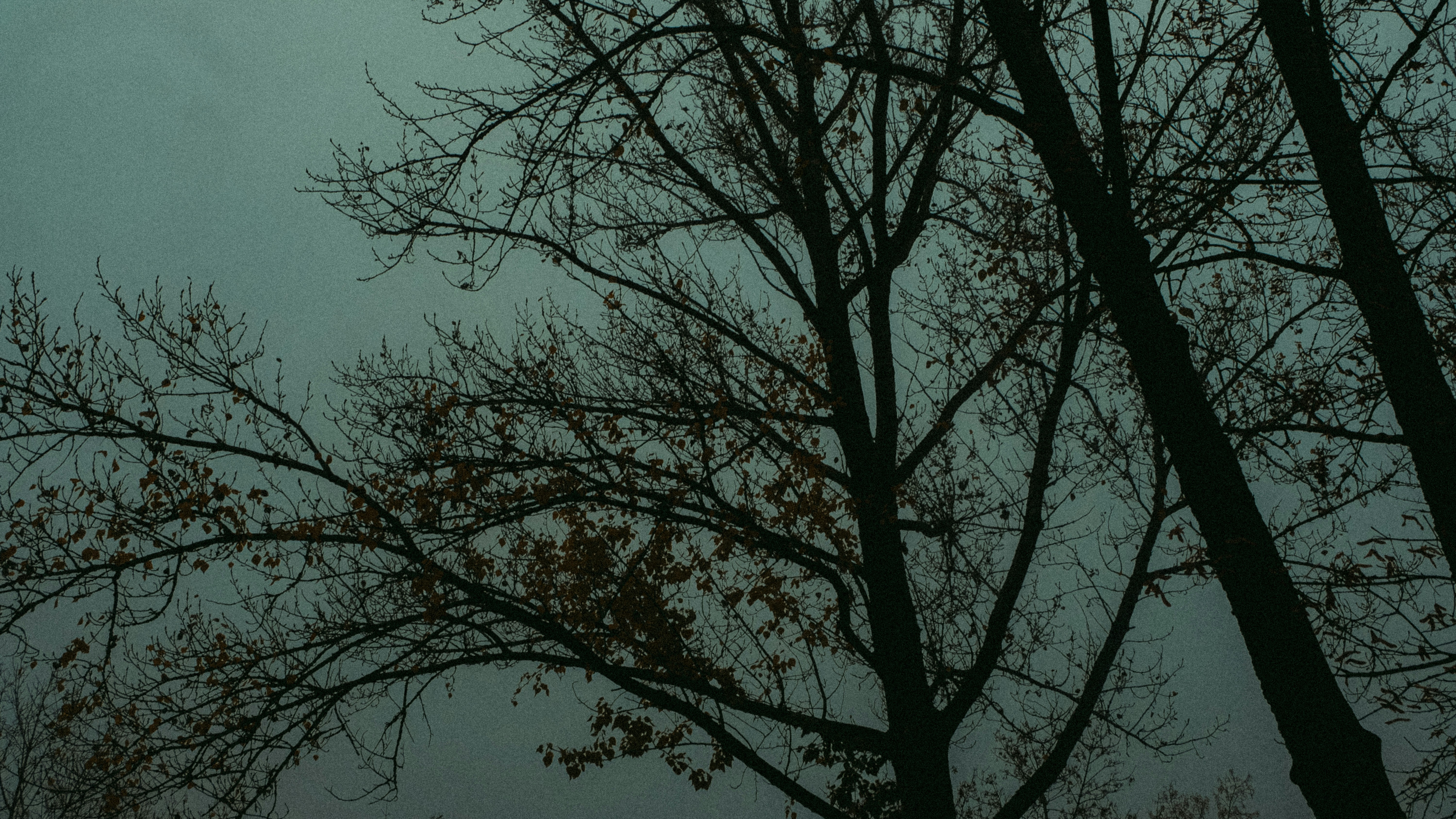 trees with no leaves