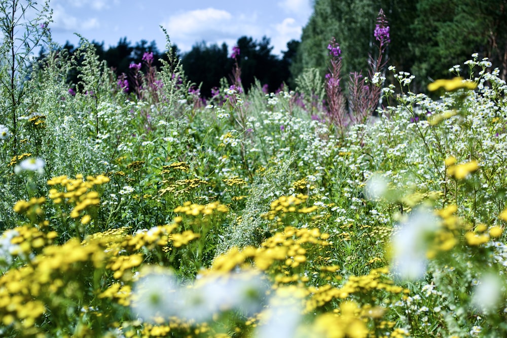 a field of flowers