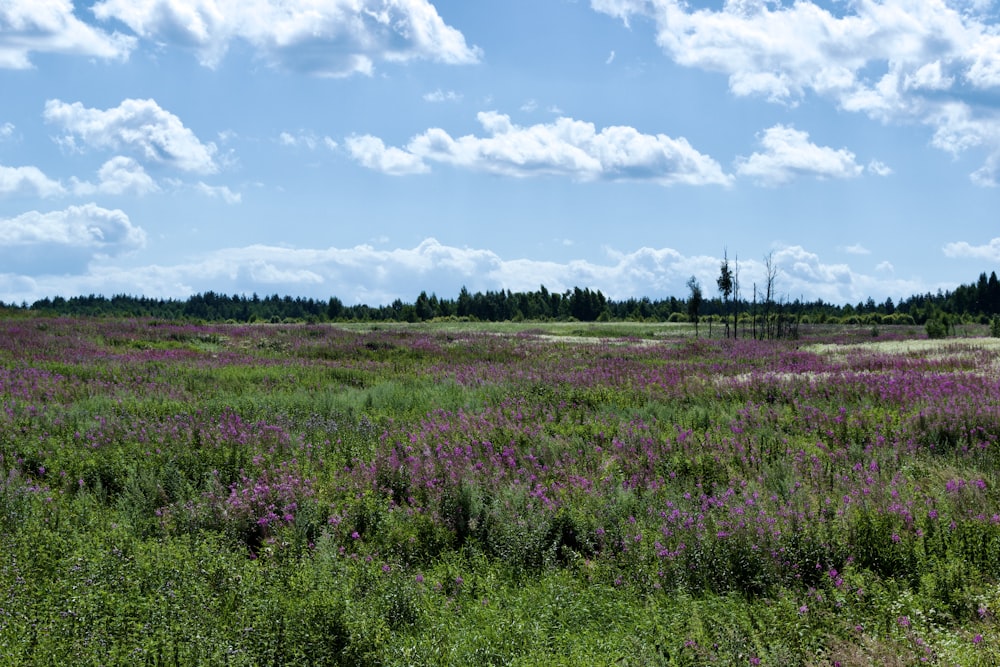 a field of purple flowers