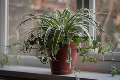 Spider Plant Care India Hanging Basket Babies Propagation