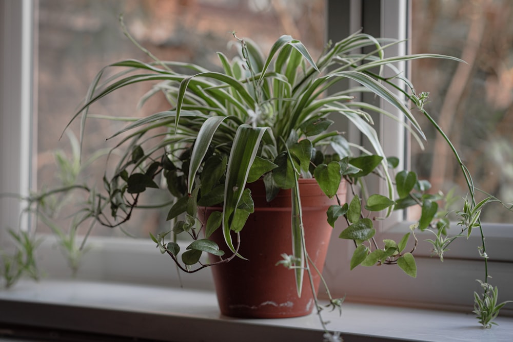 a potted plant on a window sill