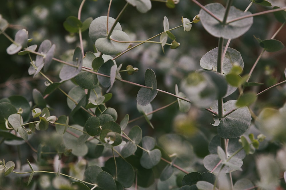 a close up of a plant