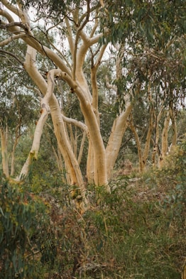 a group of trees with branches and leaves