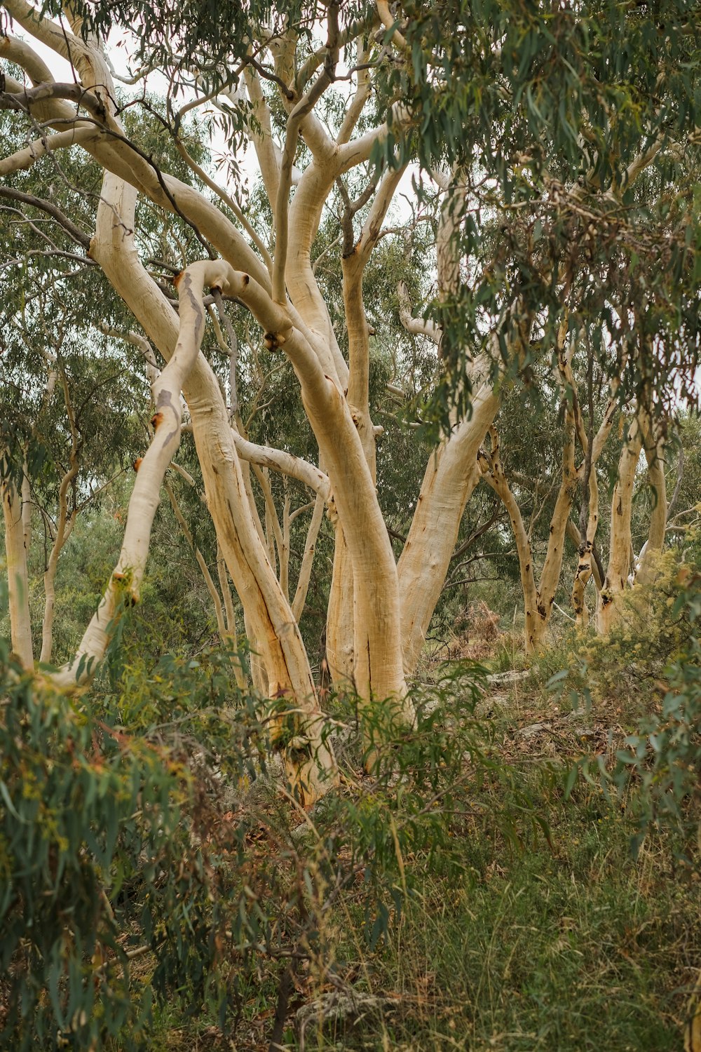 a group of trees with branches and leaves