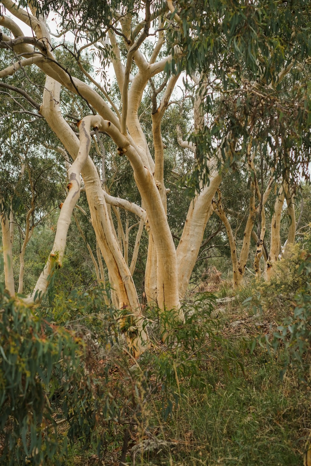 un gruppo di alberi con rami e foglie