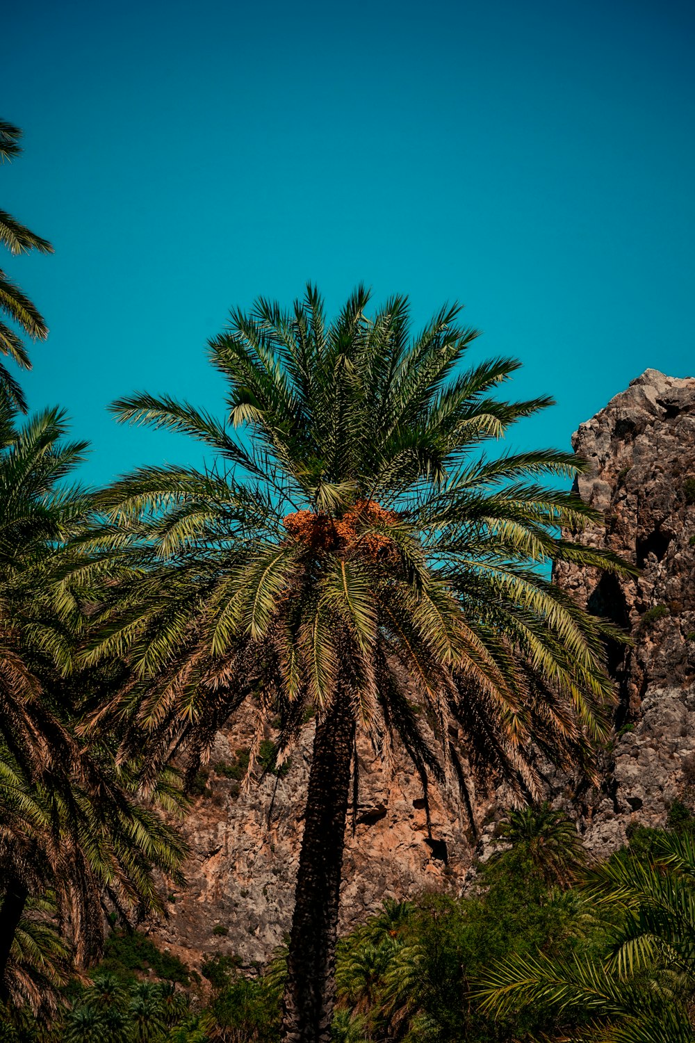 un albero alto con molti rami