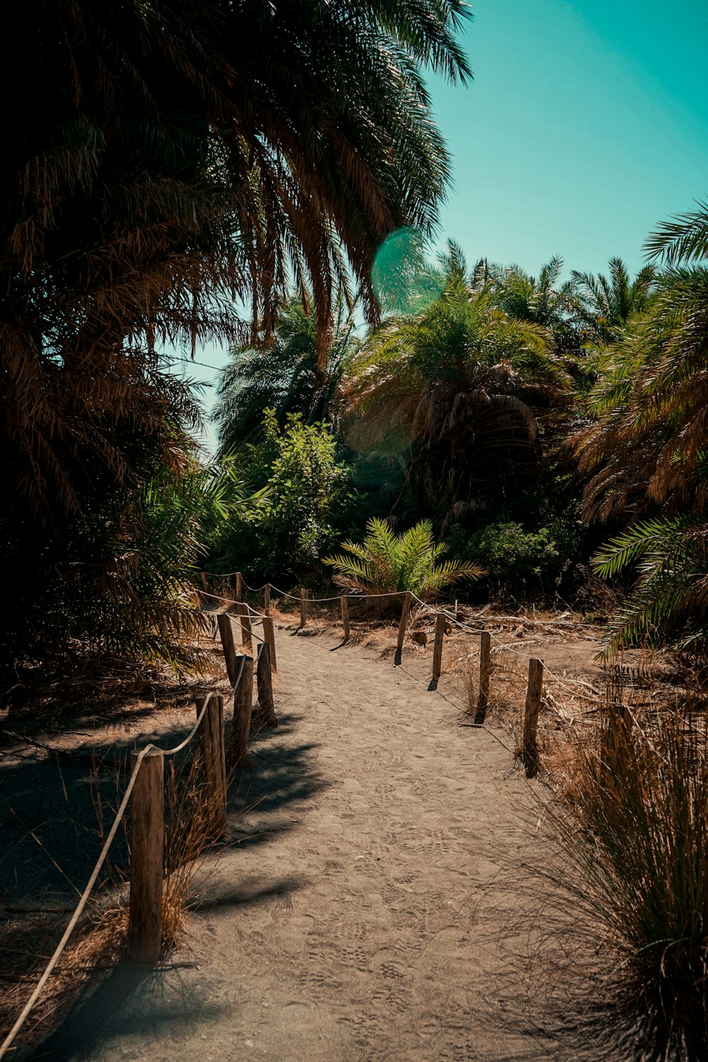 a path with trees and plants on the side