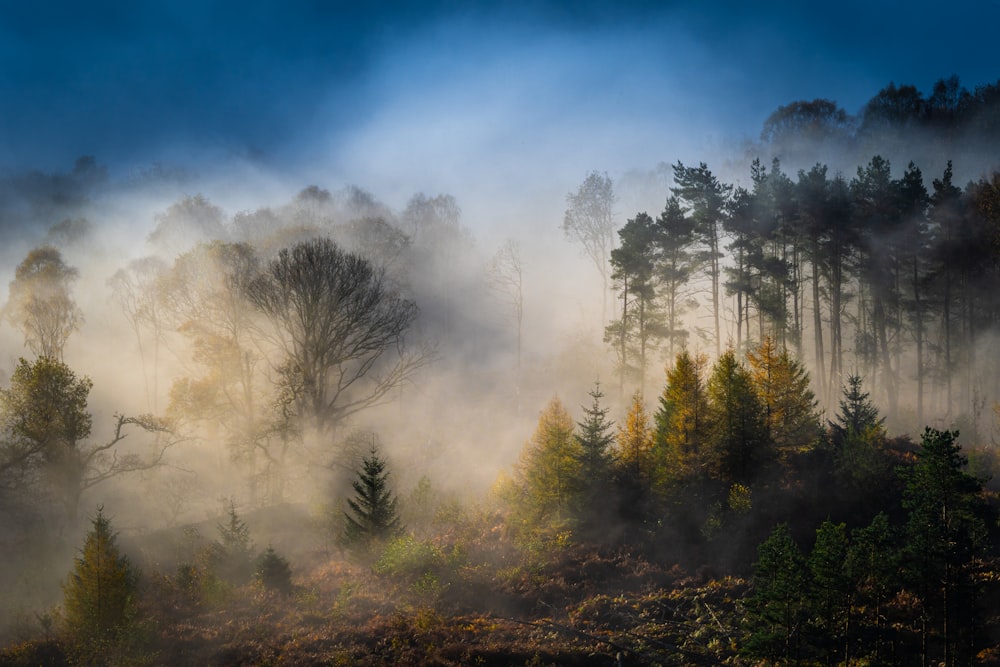 a forest with fog