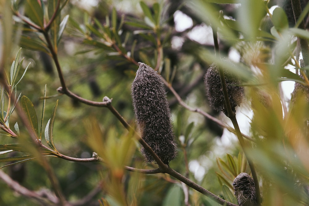 a close up of a plant