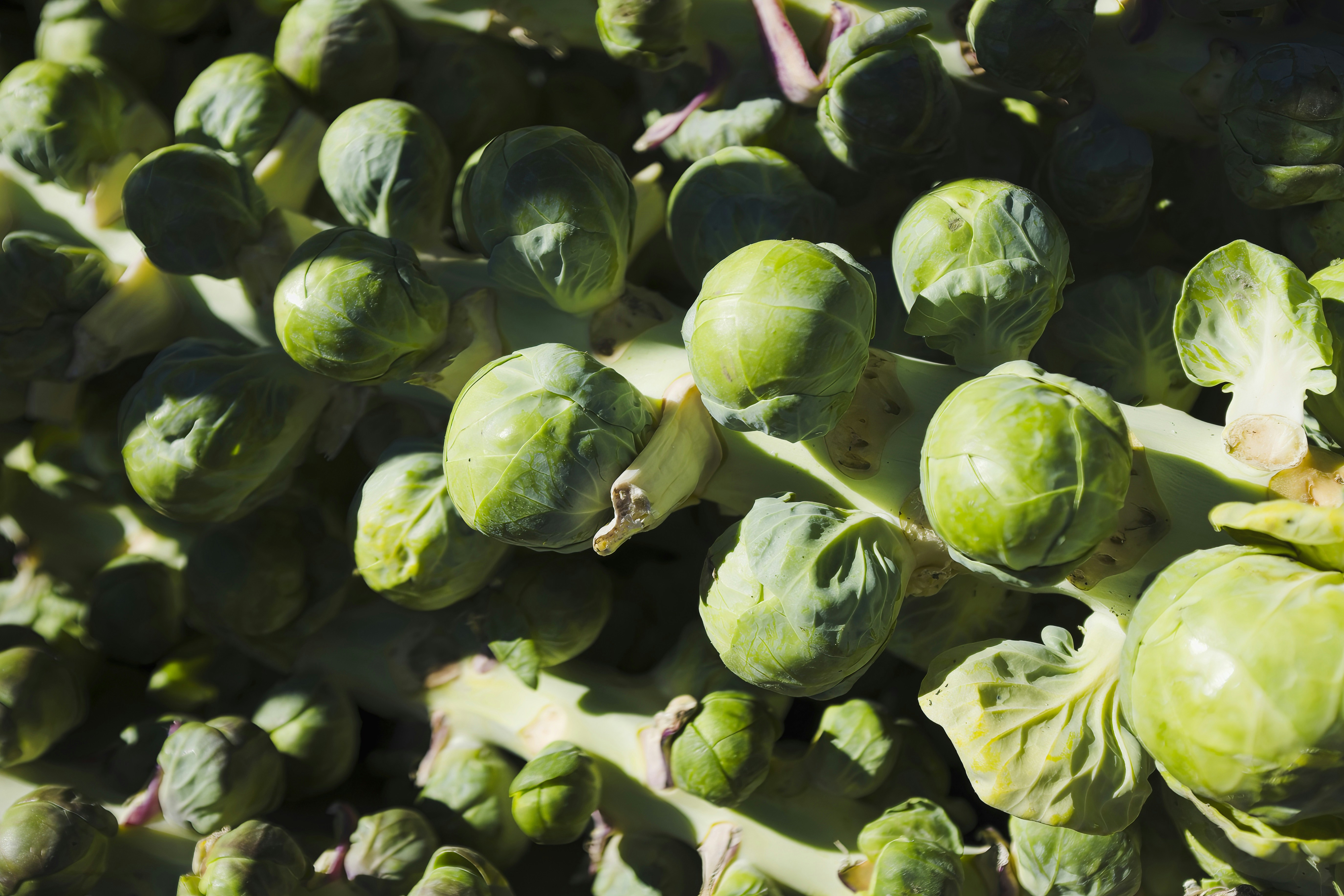 a batch of brussel sprouts