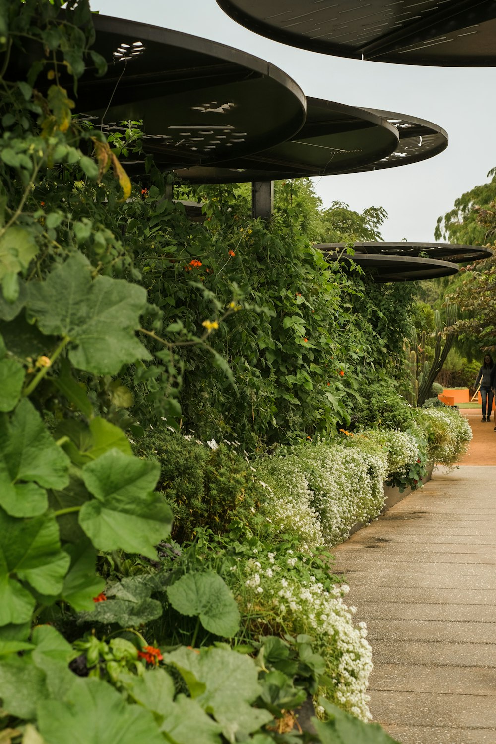 a garden with plants and a walkway