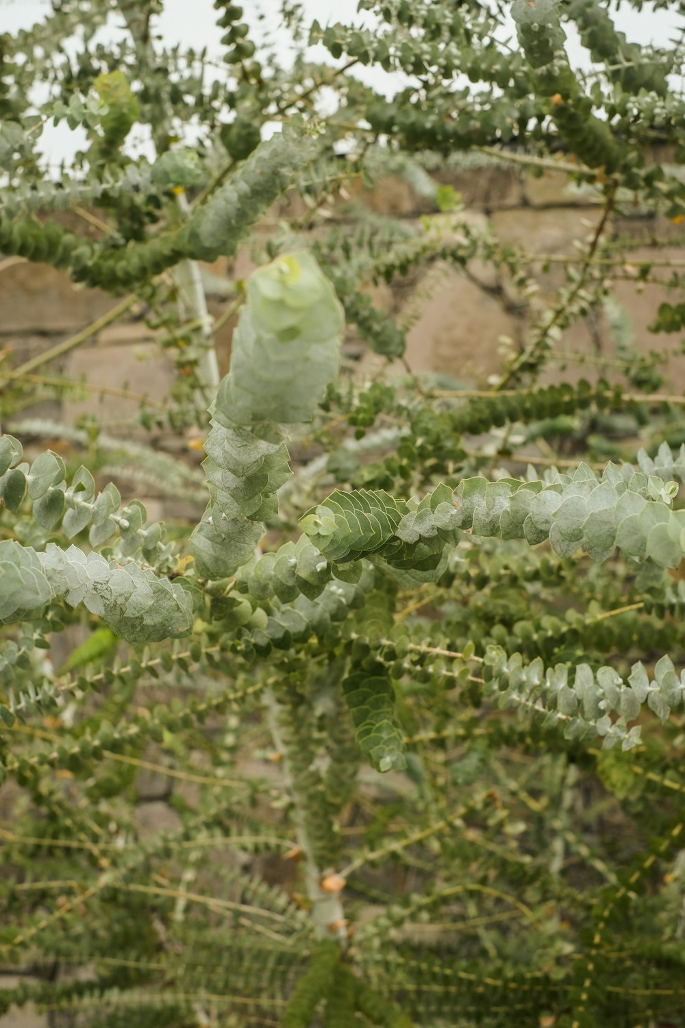 a close-up of a plant