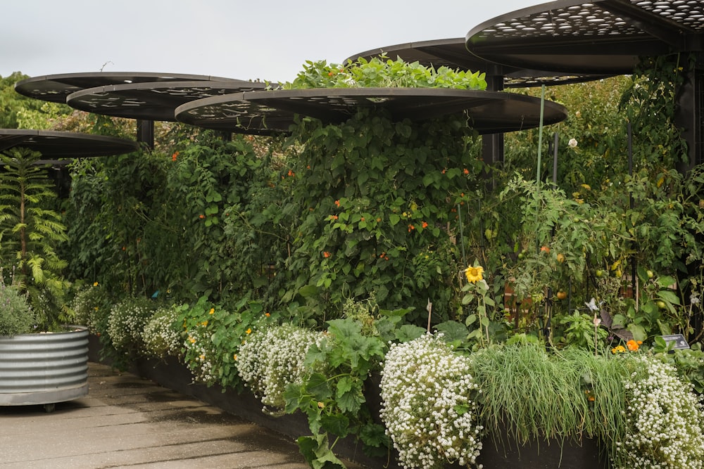 a garden with potted plants