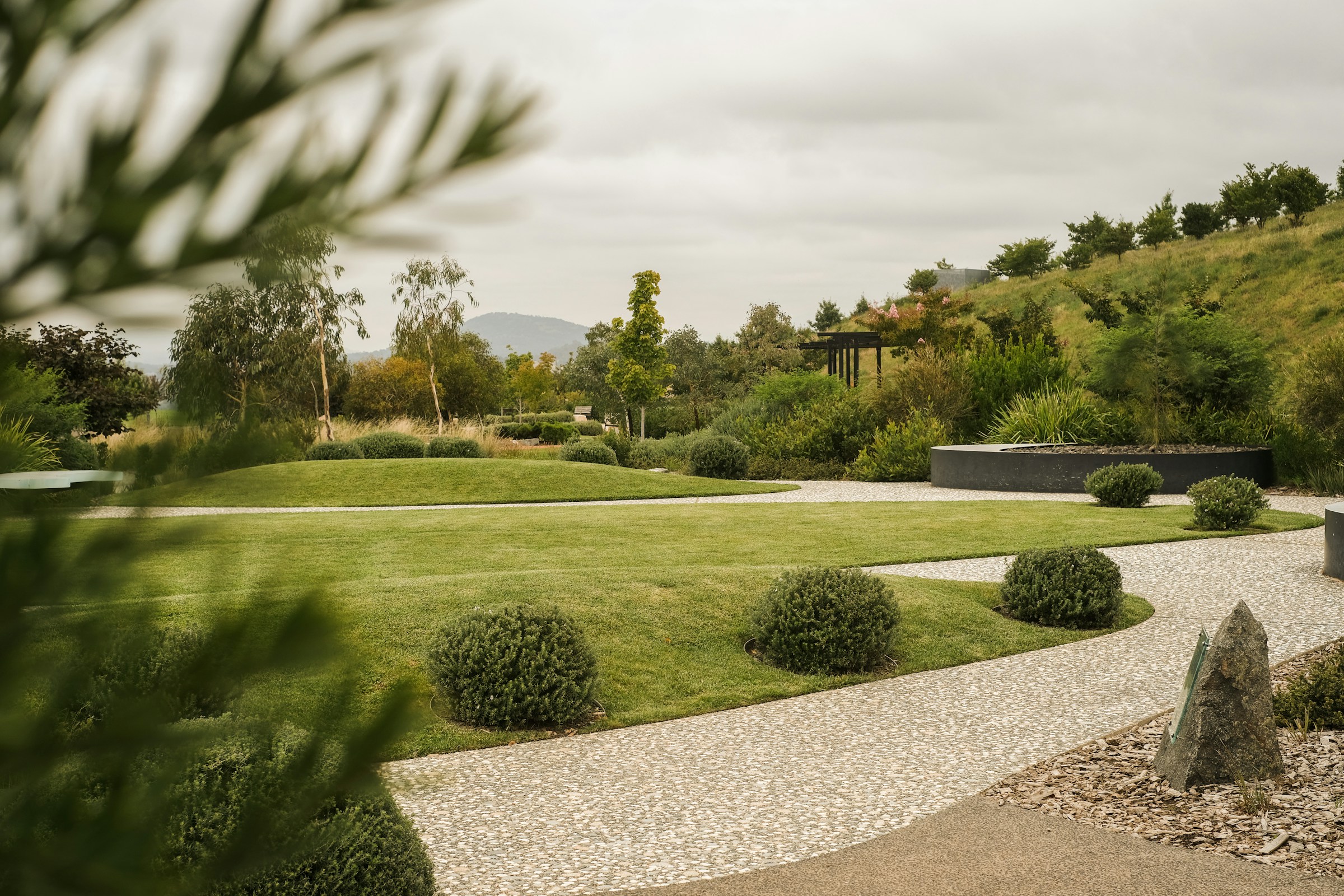 Sweeping lawn with sculpted shrubs, ornamental grasses and a crushed-stone garden path