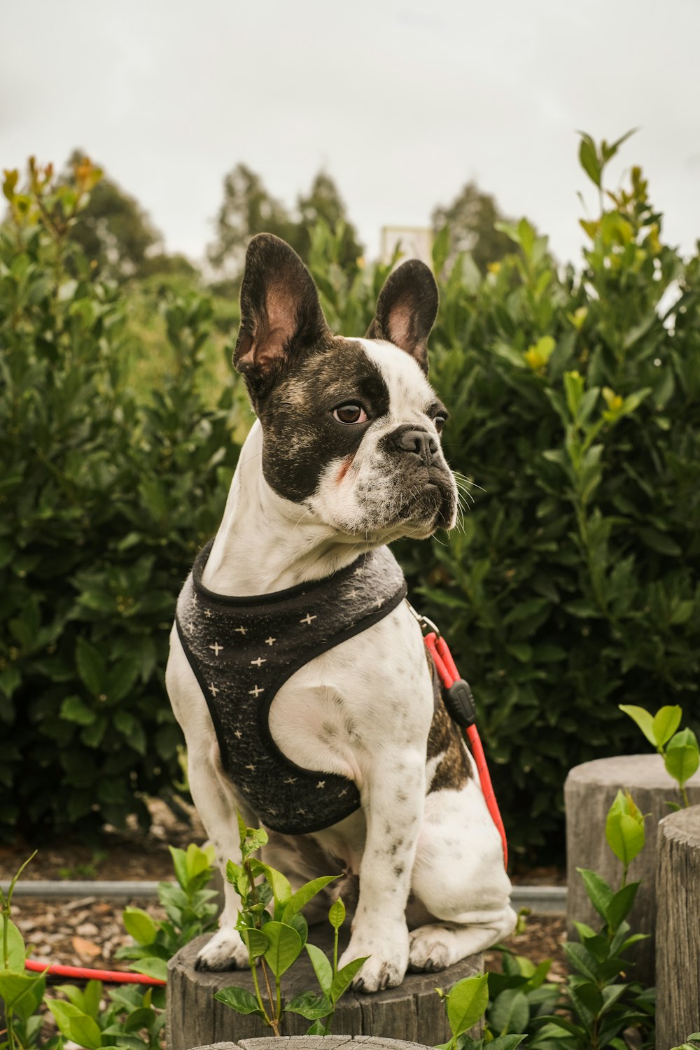 a dog wearing a vest