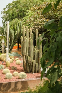 a group of cacti in a garden