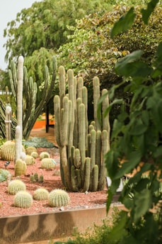 a group of cacti in a garden