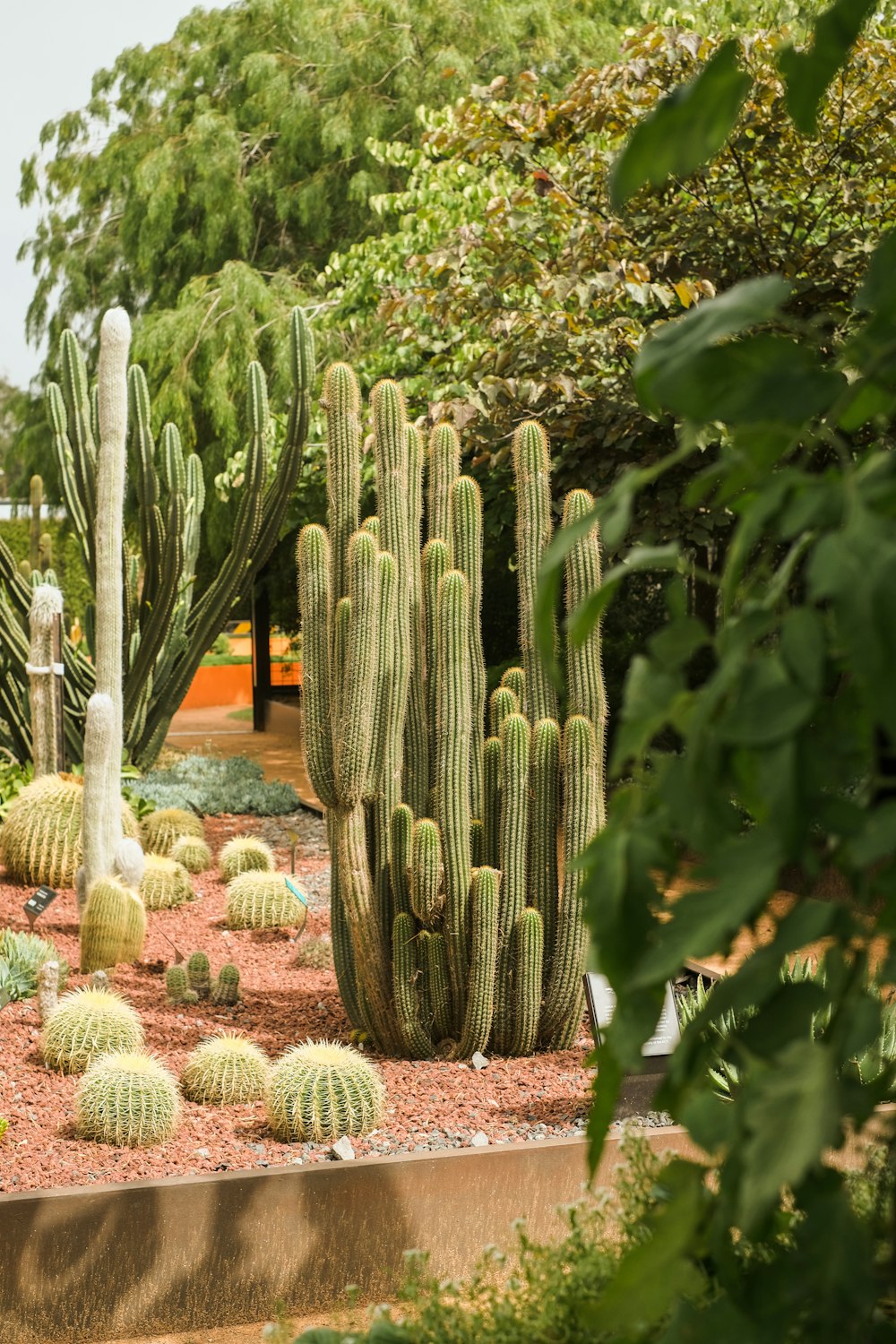 Un gruppo di cactus in un giardino