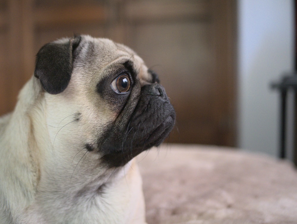 a dog looking up