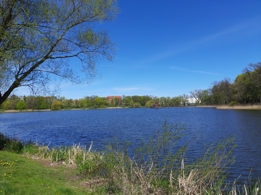 uno specchio d'acqua con erba e alberi intorno