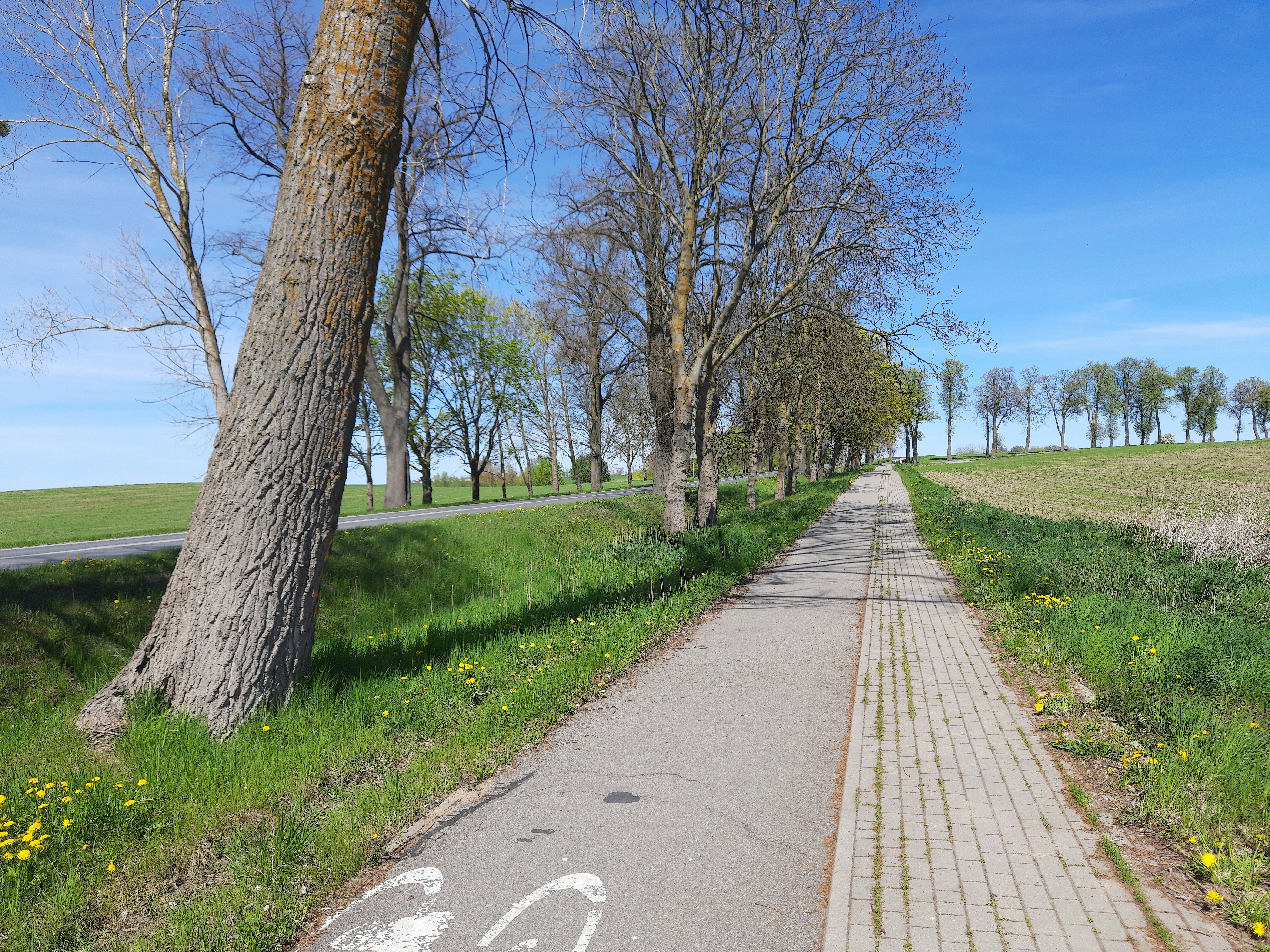 a road with trees on the side