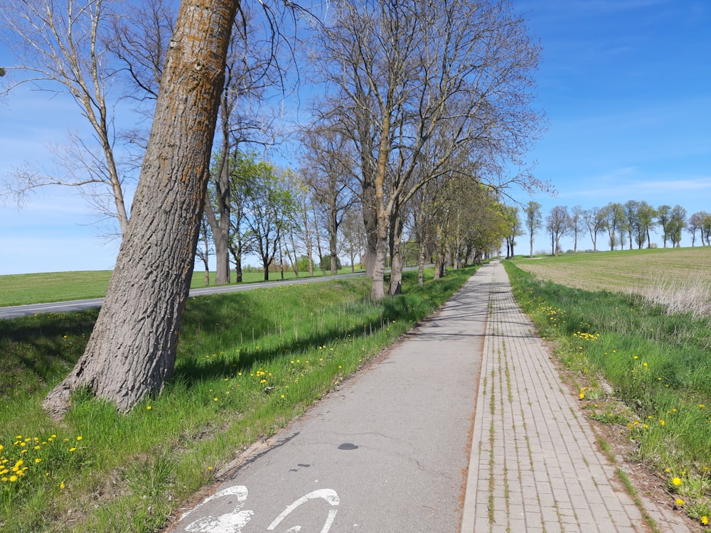 eine Straße mit Bäumen an der Seite