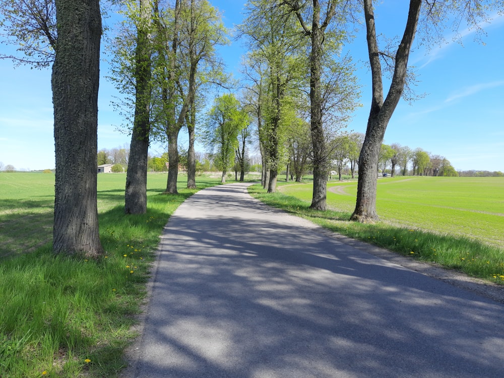 una strada alberata sul lato