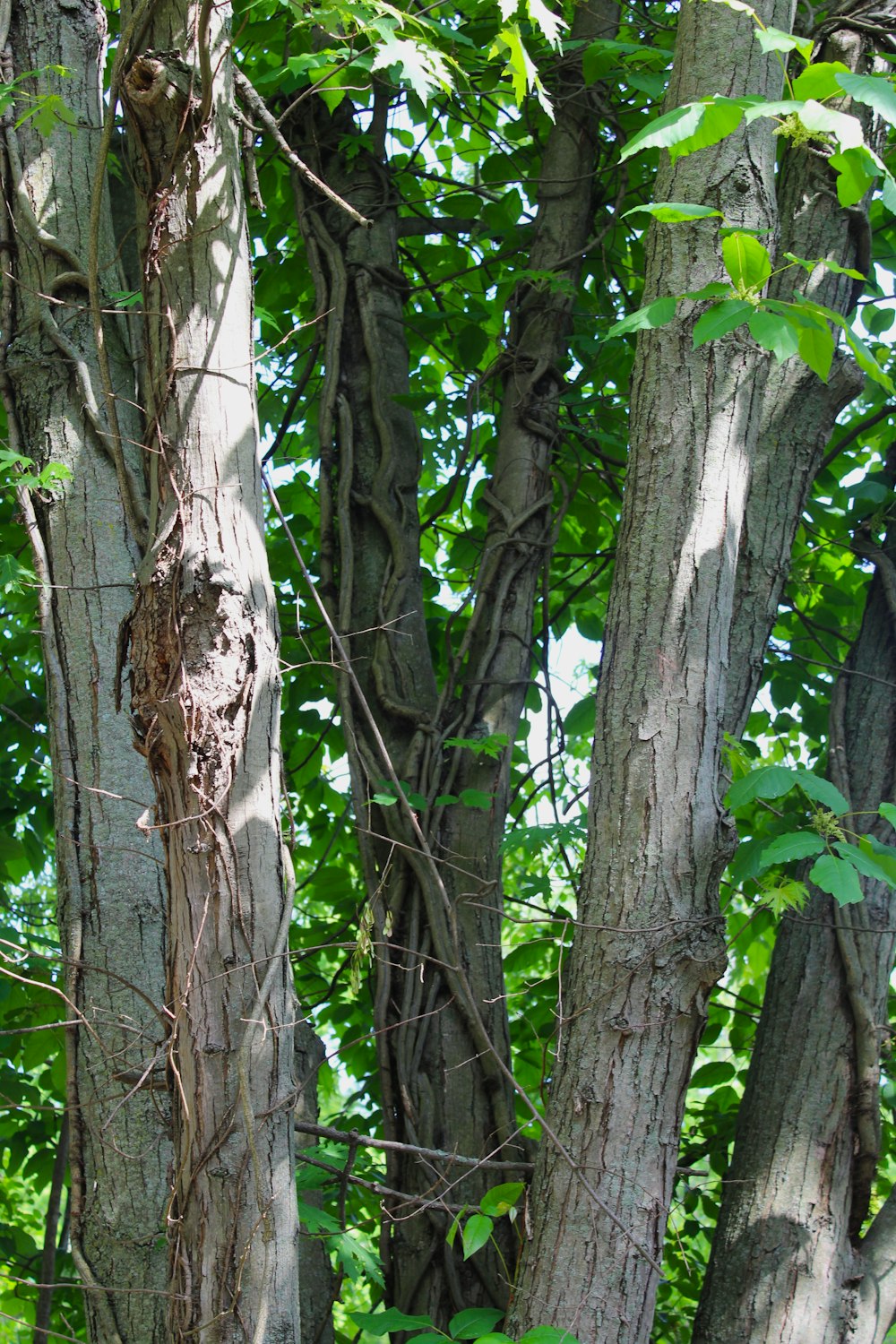 a group of trees