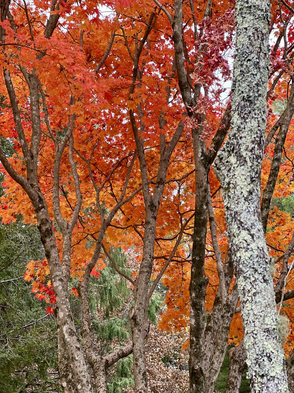 a group of trees with orange leaves