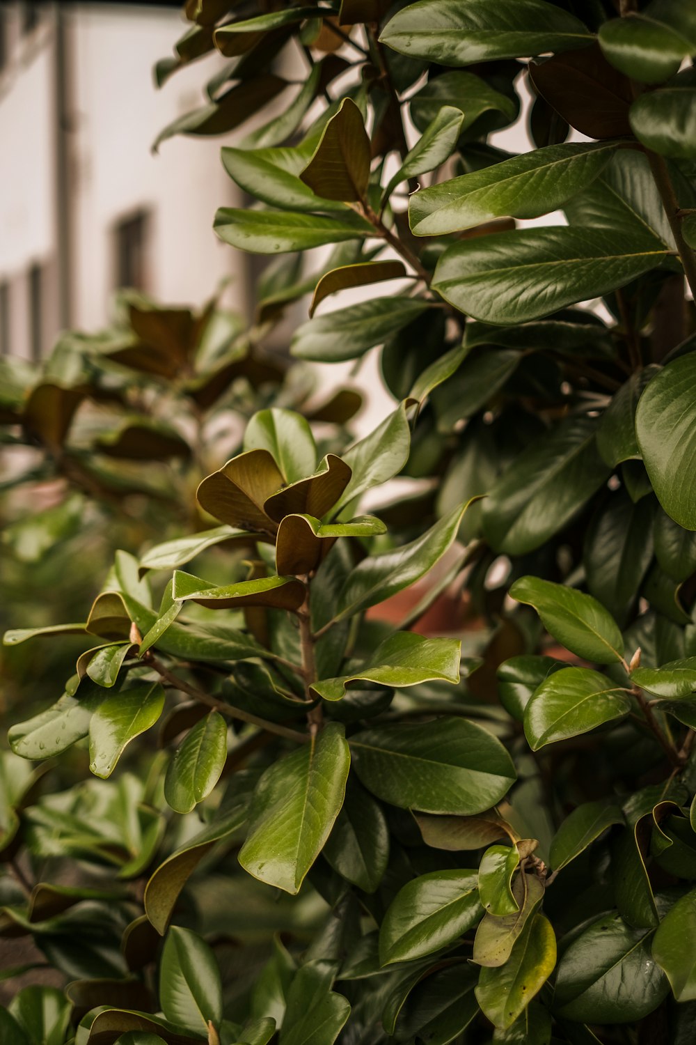 a close up of a plant