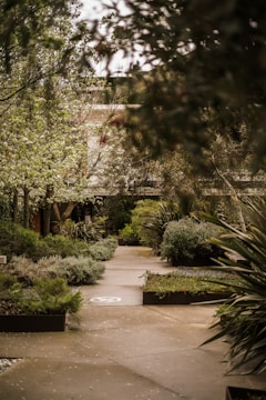 a path with trees and bushes on the side