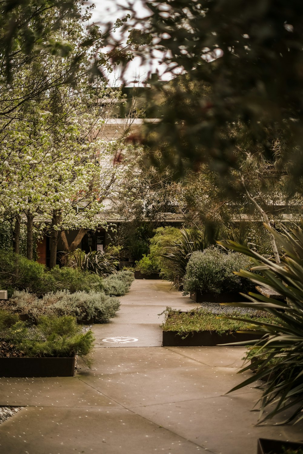 a path with trees and bushes on the side