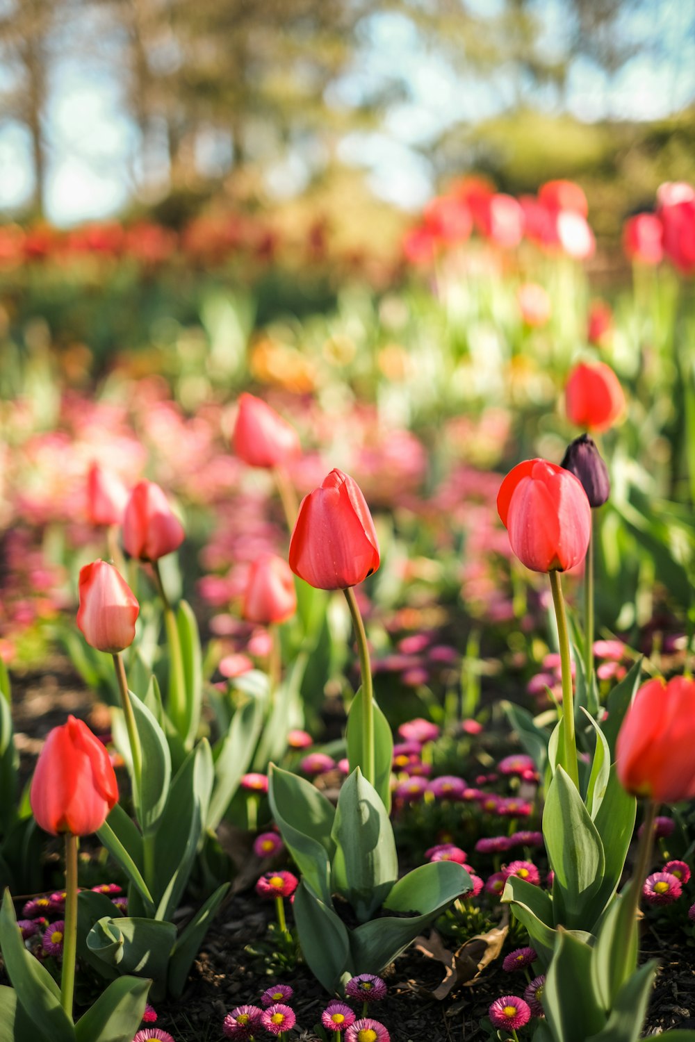 a field of tulips