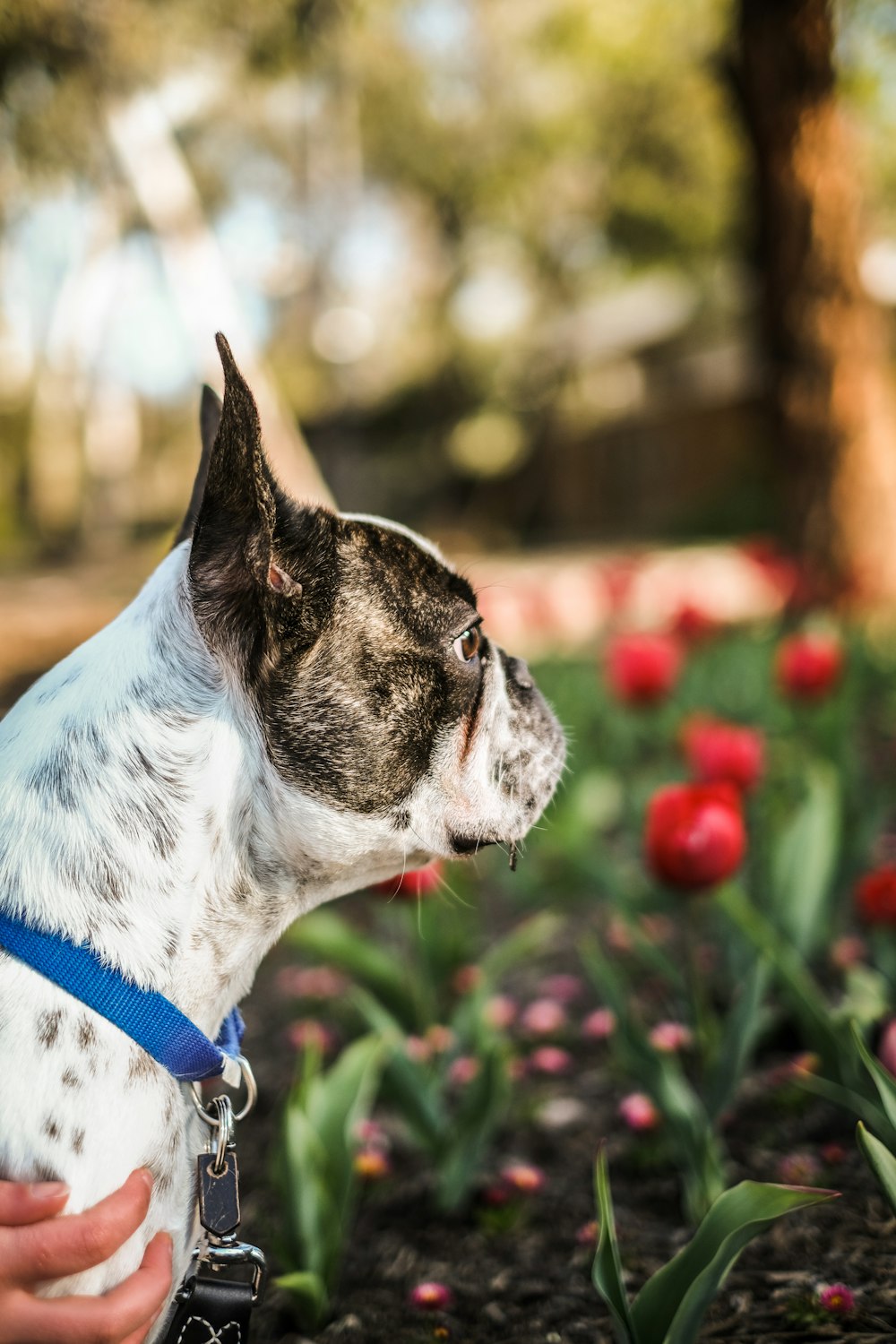 a dog licking a flower