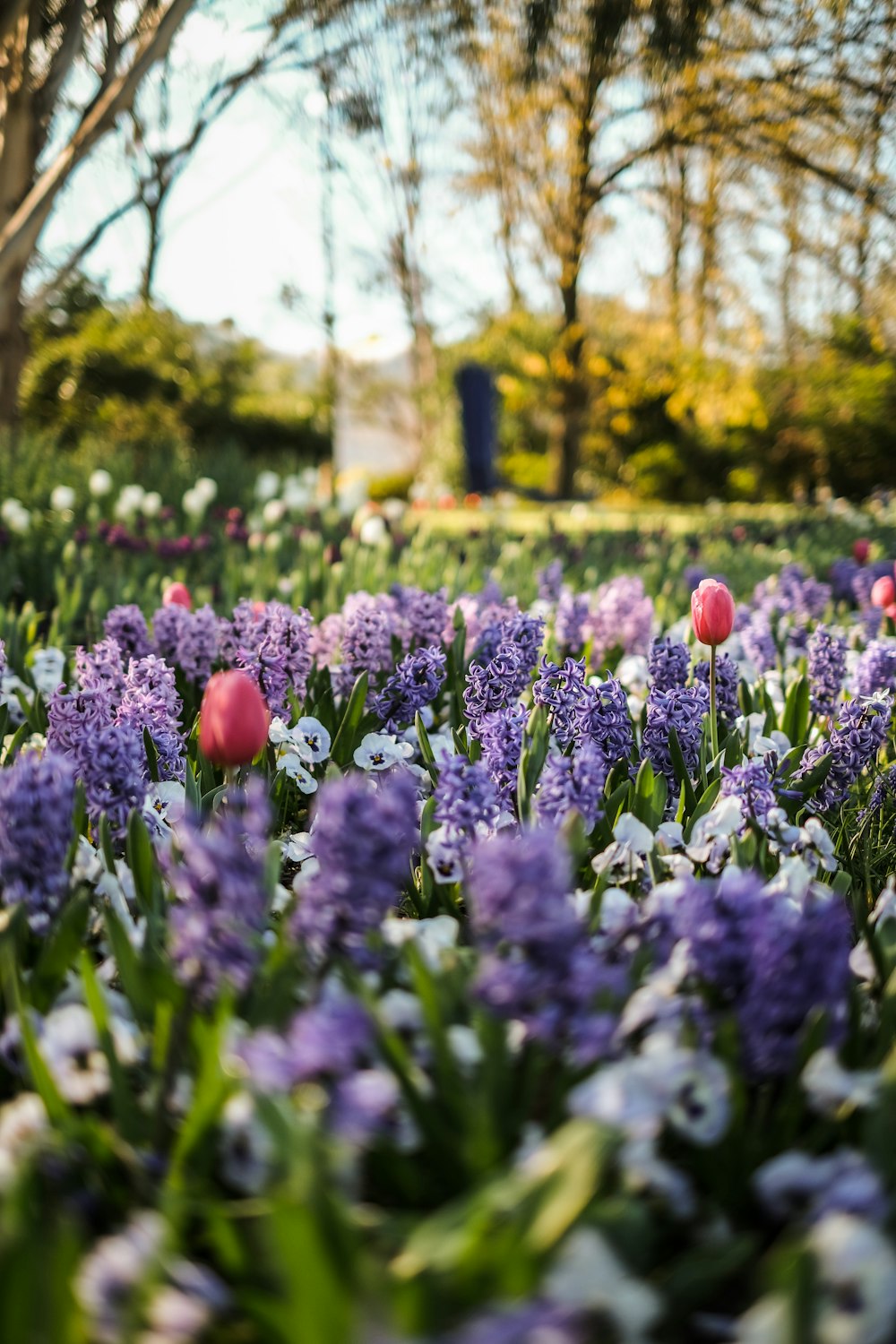 a field of purple flowers