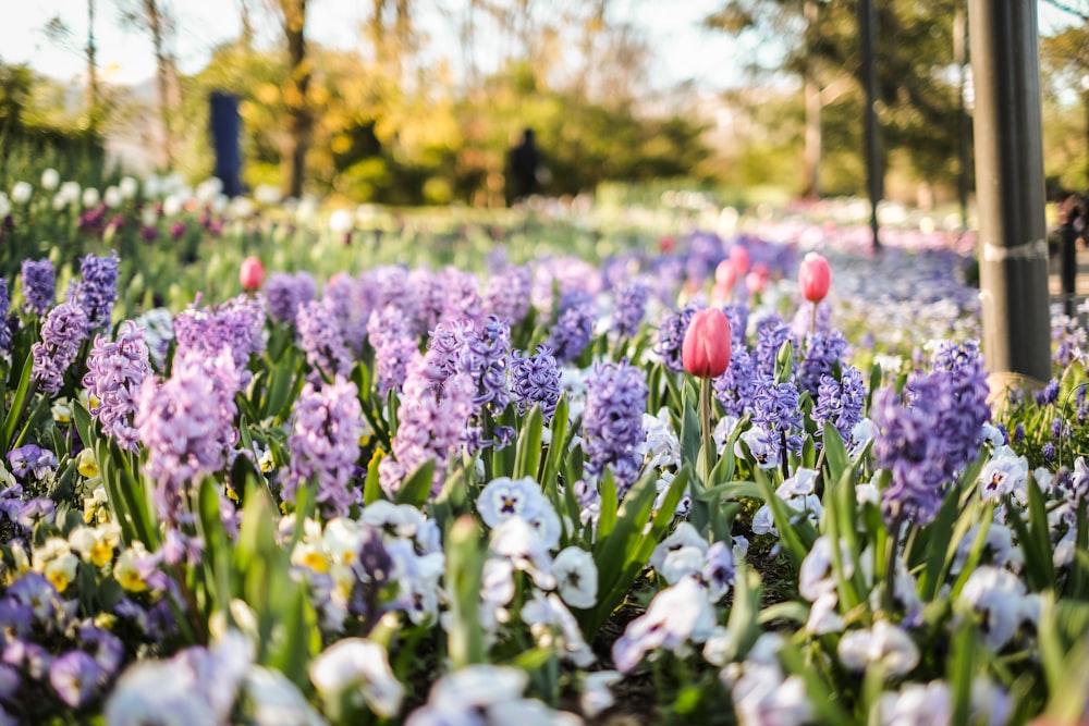 a field of flowers