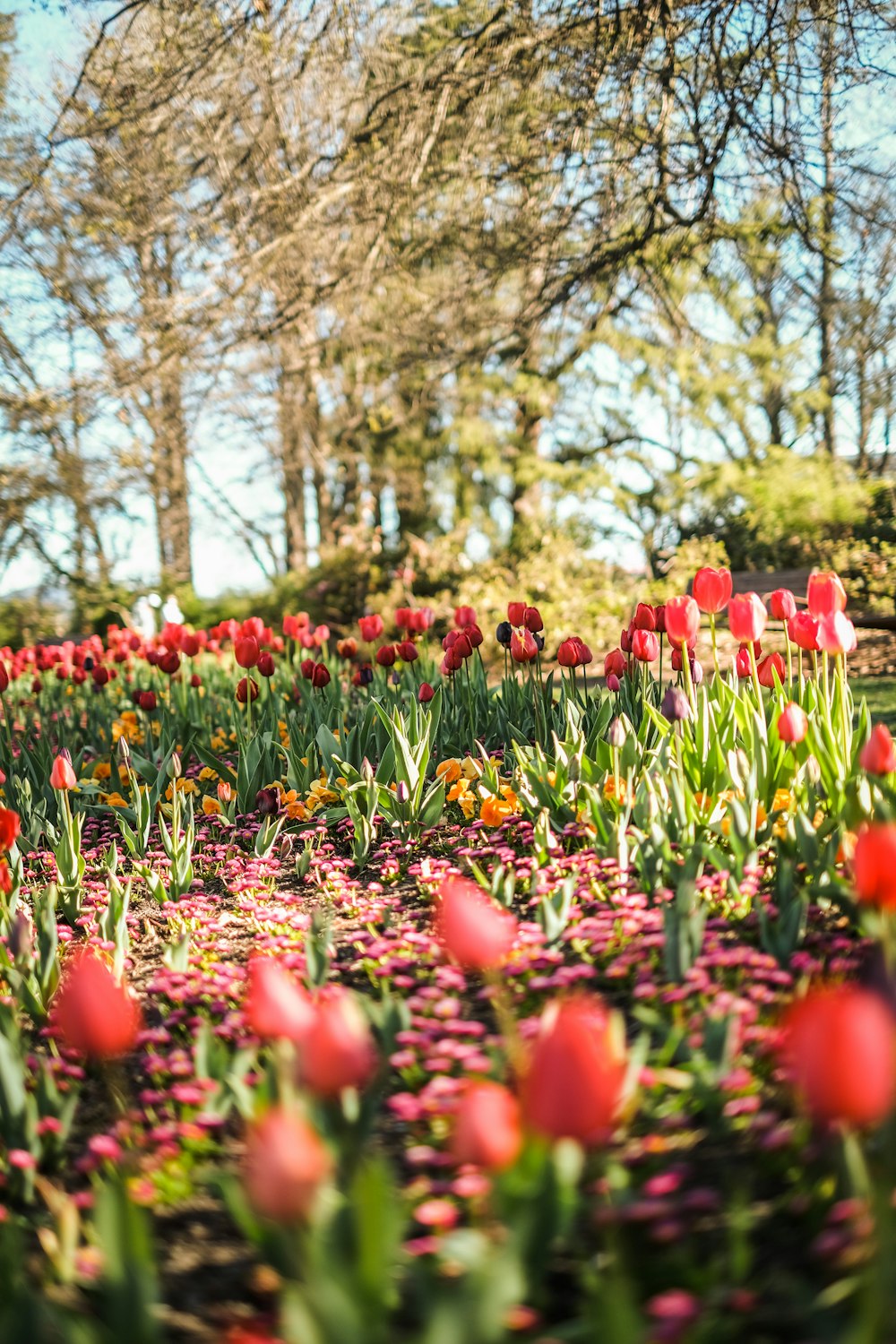 a field of tulips