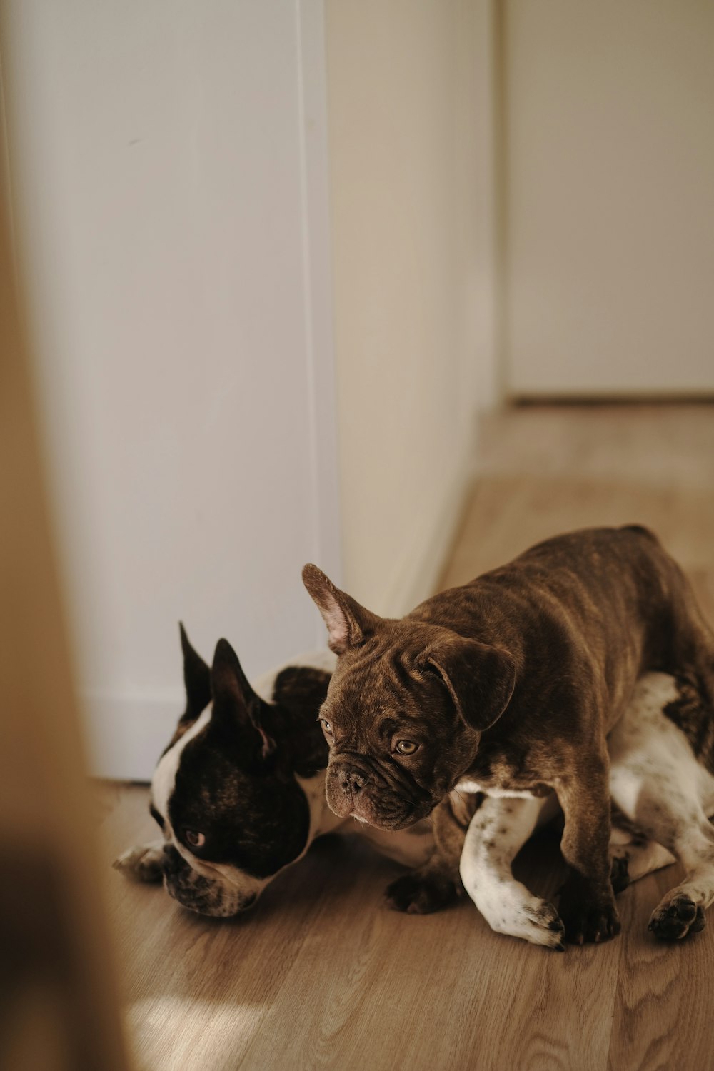 a couple of dogs lying on the floor