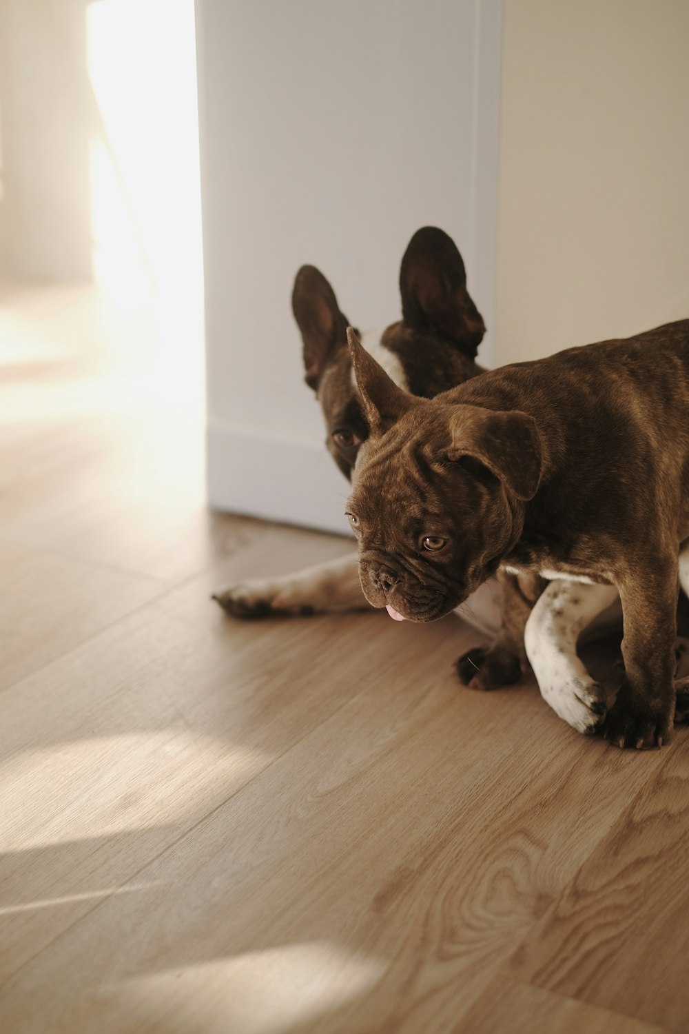 a dog lying on the floor